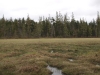 Wetland between Sunshine and Muskrat Ponds